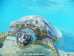 A sea turtle saying "What are you looking at? by Tom Robinson 